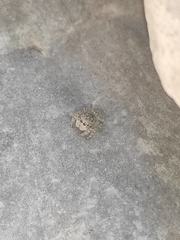 Attulus distinguendus