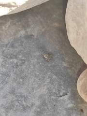 Attulus distinguendus