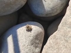 Attulus distinguendus