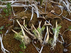 Cortinarius chrysolitus