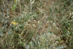 Galium xeroticum