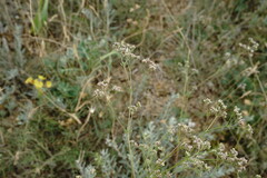 Galium xeroticum