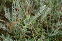 Galium xeroticum
