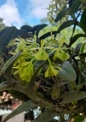 Epidendrum difforme