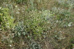 Klasea erucifolia