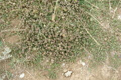 Thymus callieri