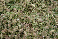 Thymus callieri