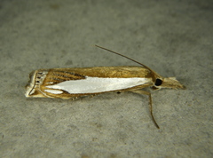 Crambus watsonellus