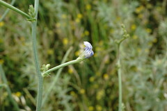 Cichorium intybus
