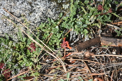 Monardella macrantha