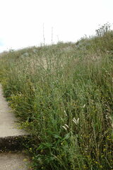 Cichorium intybus