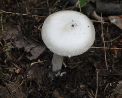 Amanita vaginata alba