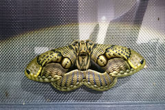 Brahmaea wallichii insulata