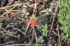 Monardella macrantha