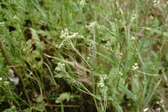 Torilis arvensis
