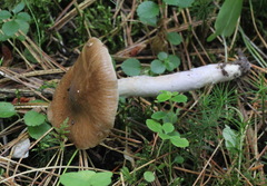 Cortinarius collinitus