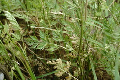 Torilis arvensis