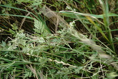 Torilis arvensis