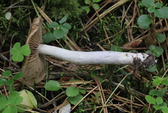 Cortinarius collinitus