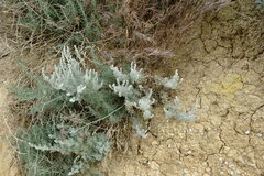 Artemisia lercheana