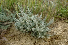 Artemisia lercheana