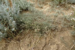 Astragalus ucrainicus