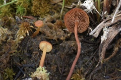 Gymnopilus fulgens