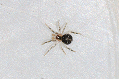 Paidiscura pallens