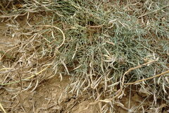 Astragalus ucrainicus