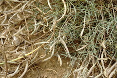 Astragalus ucrainicus