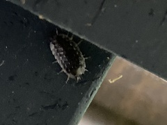 Porcellio spinicornis