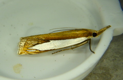 Crambus watsonellus