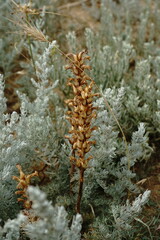 Orobanche