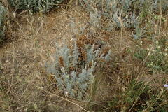 Orobanche