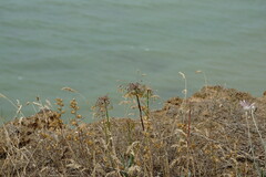 Allium flavum tauricum