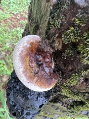 Ganoderma sessile