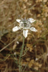 Nigella arvensis