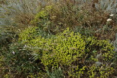 Euphorbia glareosa