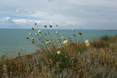 Rhaponticoides taliewii