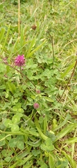 Trifolium pratense