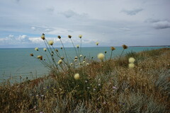 Rhaponticoides taliewii