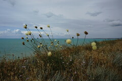 Rhaponticoides taliewii