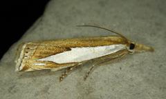 Crambus watsonellus