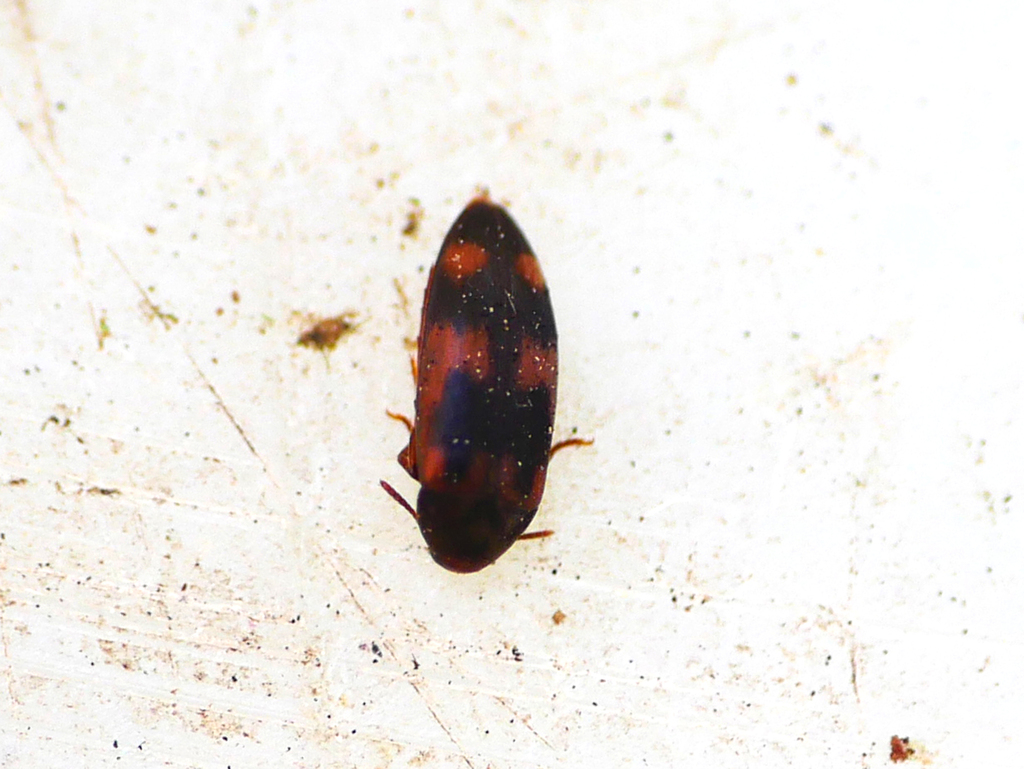 Orchesia fasciata