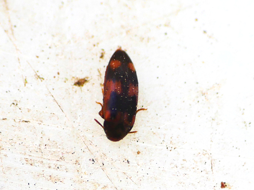 Orchesia fasciata