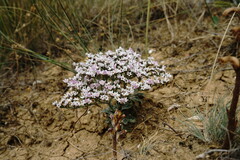 Goniolimon rubellum