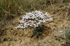 Goniolimon rubellum