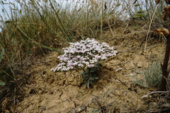 Goniolimon rubellum