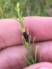 Ericameria paniculata