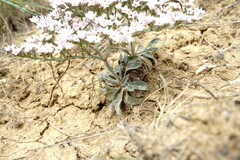 Goniolimon rubellum